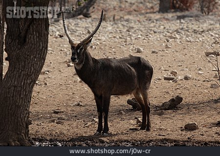 
                Antilope, Wasserbock                   