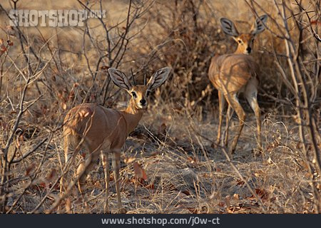 
                Antilope, Klippspringer                   