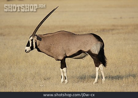 
                Antilope, Oryx-antilope, Spießbock                   