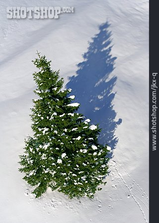 
                Winter, Tanne, Verschneit, Weihnachtsbaum                   
