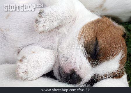 
                Schlafen, Hundewelpe, Parson Russell Terrier                   