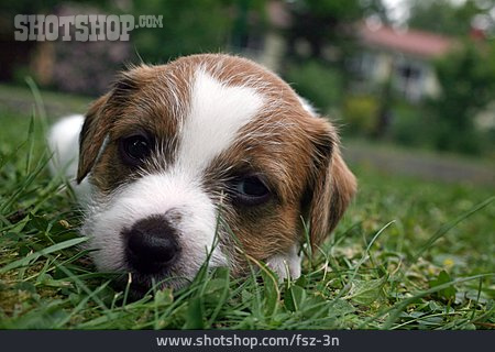 
                Hundewelpe, Parson Russell Terrier                   