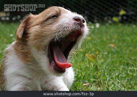 
                Gähnen, Hundewelpe, Parson Russell Terrier                   