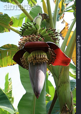 
                Bananenstaude, Bananenpflanze, Bananenbaum                   