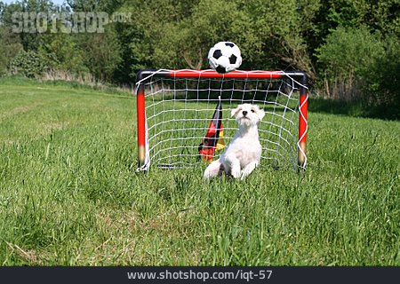 
                Fußball, Hund, Humor & Skurril                   