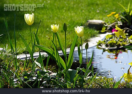 
                Garten, Teich, Tulpe, Blumenbeet                   