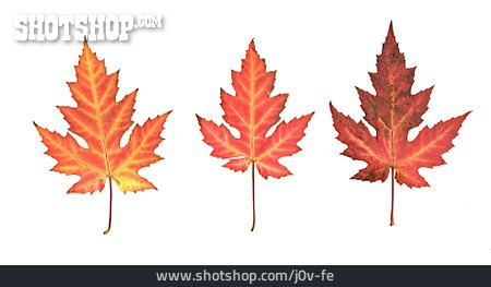
                Herbstlich, Ahornblatt, Fächer-ahorn                   
