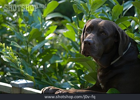 
                Hund, Labrador, Wachhund                   