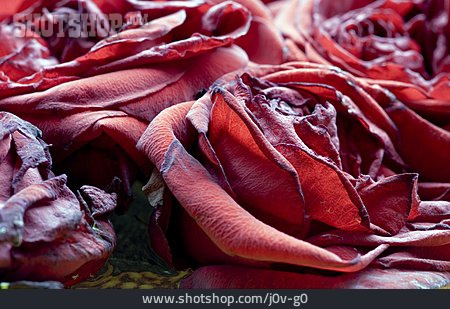 
                Rose, Rosenblüte, Trockenblüte                   