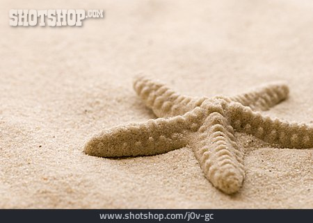 
                Sand, Seestern, Sandförmchen                   