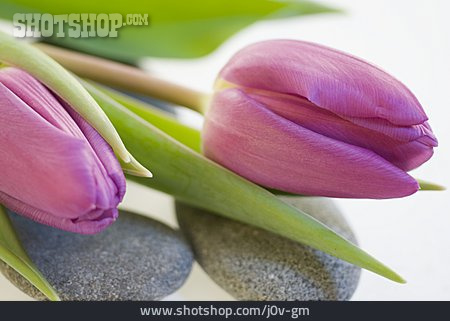 
                Stein, Tulpe, Tulpenblüte                   