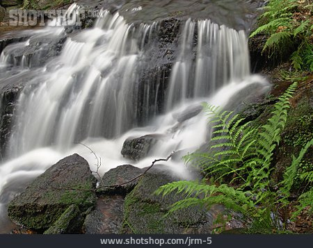 
                Wasserfall, Farnkraut                   