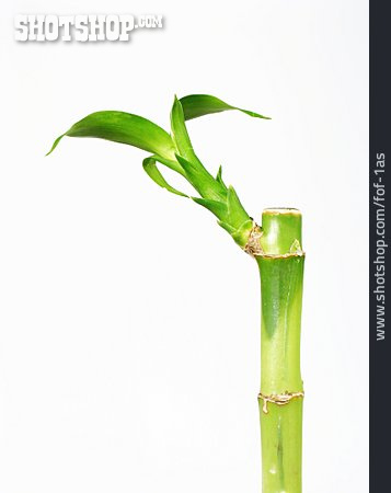 
                Bambus, Glücksbambus                   