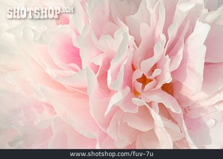 
                Hintergrund, Blüte, Rosa, Pfingstrose                   