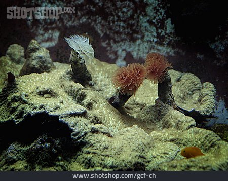 
                Unterwasser, Seeanemone, Blumentier                   