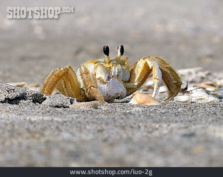 
                Krabbe, Krebs, Strandkrabbe                   