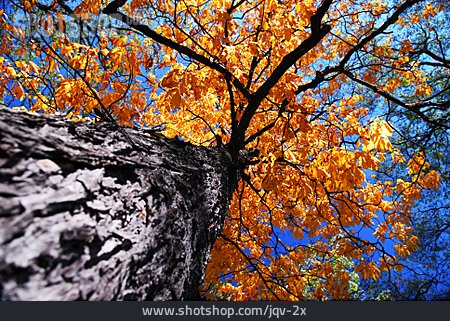 
                Herbst, Ulme, Herbstfärbung                   