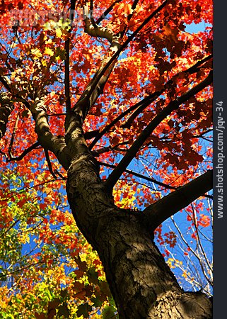 
                Herbst, Ahornbaum, Herbstfärbung                   