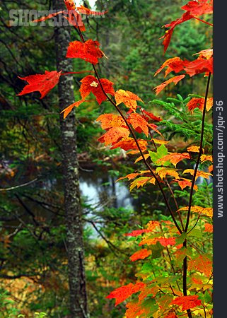 
                Ahornbaum, Herbstfärbung, Ahornzweig                   