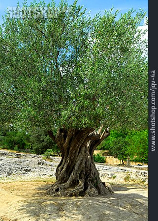 
                Olivenbaum, Alter Baum                   