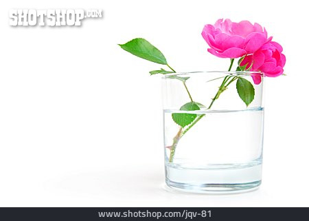 
                Rose, Blumenvase                   