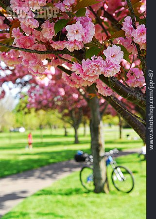 
                Kirschblüte, Fahrradtour, Japanische Blütenkirsche                   