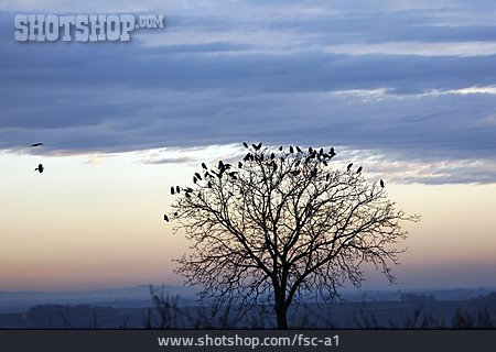 
                Baum, Vogelschwarm                   