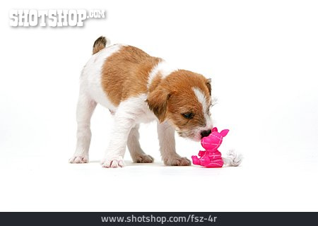 
                Terrier, Schnuppern, Welpe, Parson-russell-terrier                   