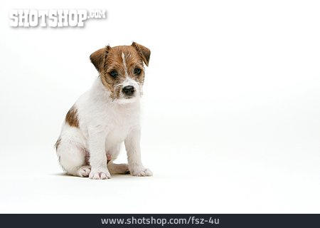 
                Tierjunges, Welpe, Parson-russell-terrier                   