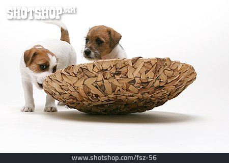 
                Welpe, Parson-russell-terrier                   