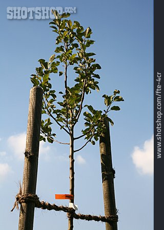 
                Apfelbaum, Neuanpflanzung                   