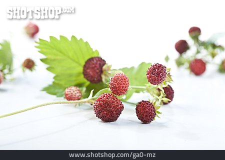 
                Beerenfrucht, Walderdbeere, Erdbeere                   