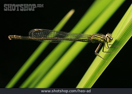 
                Insekt, Libelle                   