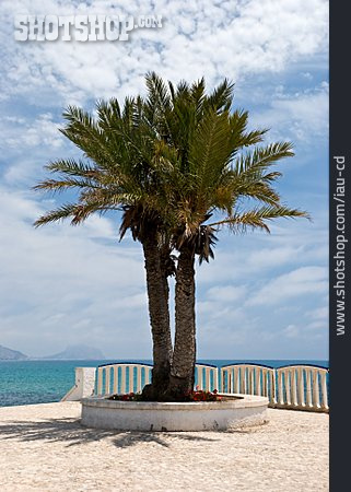 
                Spanien, Palme, Mittelmeer                   