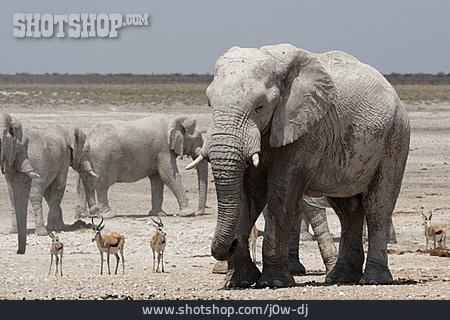 
                Springbock, Afrikanischer Elefant                   