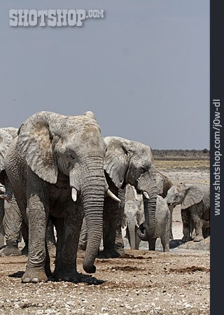 
                Elefantenherde, Afrikanischer Elefant                   