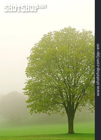 
                Baum, Laubbaum, Morgennebel                   