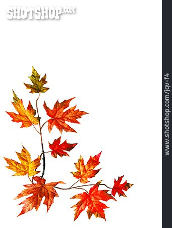 
                Herbst, Herbstlaub, Ahornblatt                   