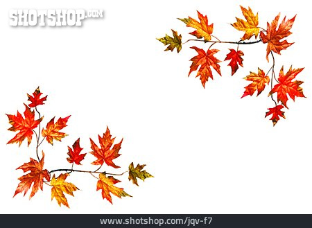 
                Herbst, Ahornblatt, Fächer-ahorn                   
