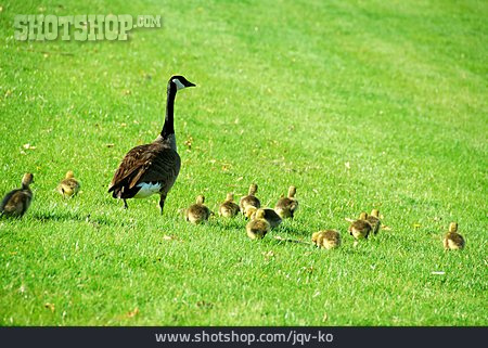 
                Canada Goose, Gosling, Goose Family                   