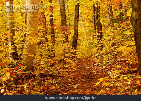 
                Herbst, Herbstfarben, Laubwald                   