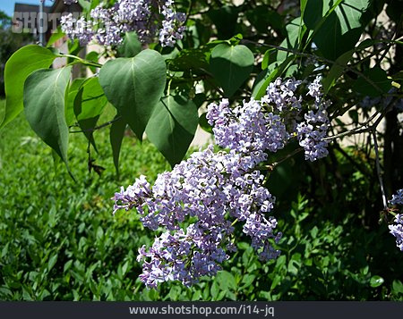 
                Flieder, Fliederblüte, Fliederbusch                   