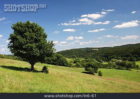 
                Landschaft, Baum, Westerwald                   