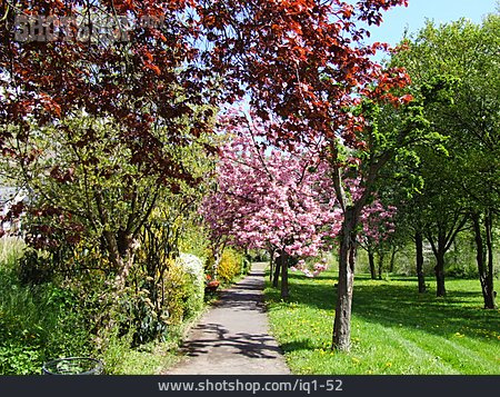 
                Park, Frühling, Baumallee                   