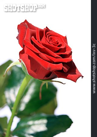
                Rose, Rote Rose                   