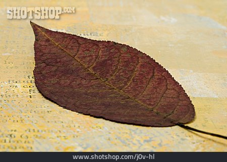 
                Getrocknet, Herbstblatt                   
