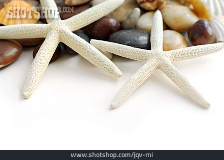 
                Stone, Mussel, Starfish, Maritim                   