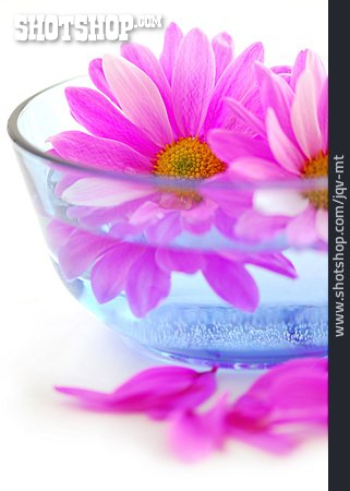 
                Blütenblatt, Blütenbad, Aromatherapie                   