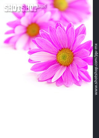 
                Blüte, Pink, Chrysanthemenblüte                   