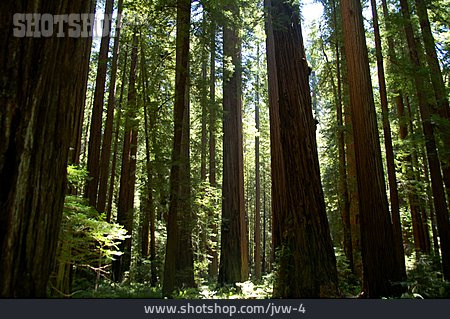 
                Wald, Usa, Mammutbaum, Redwood-nationalpark                   